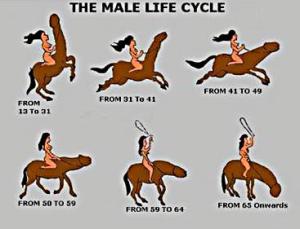 funny-pic-male-life-cycle